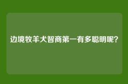 边境牧羊犬智商第一有多聪明呢？