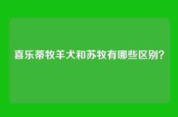 喜乐蒂牧羊犬和苏牧有哪些区别？