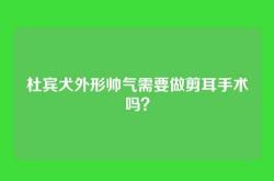 杜宾犬外形帅气需要做剪耳手术吗？