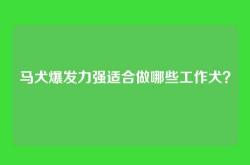 马犬爆发力强适合做哪些工作犬？