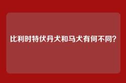 比利时特伏丹犬和马犬有何不同？