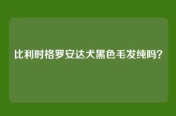 比利时格罗安达犬黑色毛发纯吗？