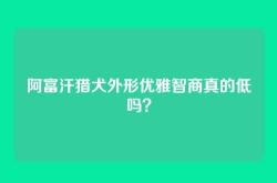 阿富汗猎犬外形优雅智商真的低吗？