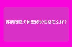 苏俄猎狼犬体型修长性格怎么样？