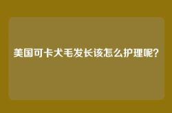 美国可卡犬毛发长该怎么护理呢？