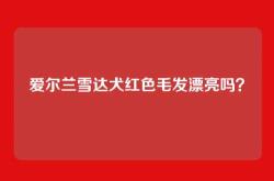 爱尔兰雪达犬红色毛发漂亮吗？