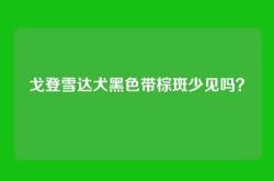 戈登雪达犬黑色带棕斑少见吗？