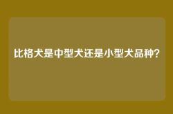 比格犬是中型犬还是小型犬品种？