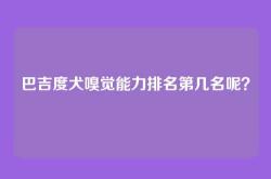 巴吉度犬嗅觉能力排名第几名呢？