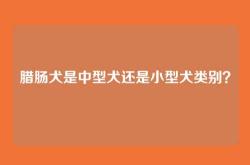 腊肠犬是中型犬还是小型犬类别？