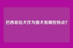 巴西非拉犬作为猎犬有哪些特点？