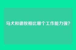 马犬和德牧相比哪个工作能力强？