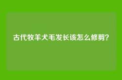 古代牧羊犬毛发长该怎么修剪？