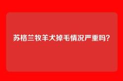 苏格兰牧羊犬掉毛情况严重吗？