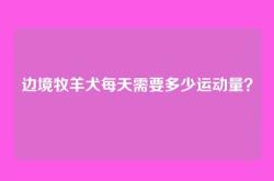 边境牧羊犬每天需要多少运动量？