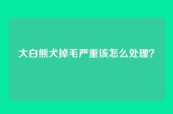 大白熊犬掉毛严重该怎么处理？