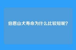伯恩山犬寿命为什么比较短呢？