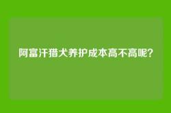 阿富汗猎犬养护成本高不高呢？