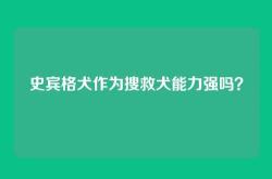 史宾格犬作为搜救犬能力强吗？