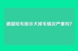 德国短毛指示犬掉毛情况严重吗？