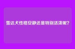 雪达犬性格安静还是特别活泼呢？