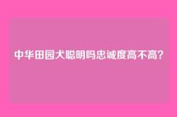 中华田园犬聪明吗忠诚度高不高？