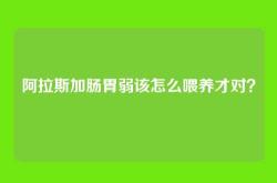 阿拉斯加肠胃弱该怎么喂养才对？