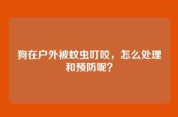 狗在户外被蚊虫叮咬，怎么处理和预防呢？