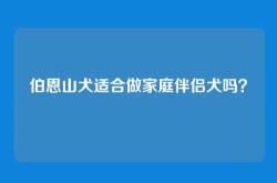 伯恩山犬适合做家庭伴侣犬吗？