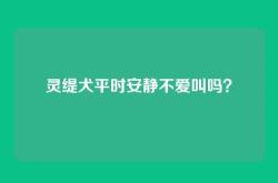 灵缇犬平时安静不爱叫吗？