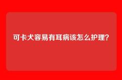 可卡犬容易有耳病该怎么护理？