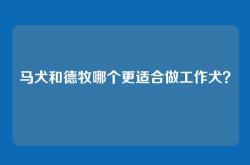 马犬和德牧哪个更适合做工作犬？
