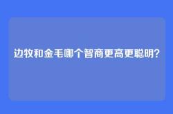 边牧和金毛哪个智商更高更聪明？