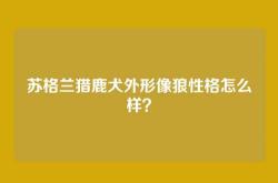 苏格兰猎鹿犬外形像狼性格怎么样？