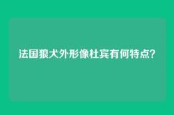 法国狼犬外形像杜宾有何特点？