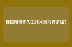 德国猎梗作为工作犬能力有多强？