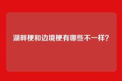 湖畔梗和边境梗有哪些不一样？
