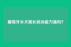 葡萄牙水犬擅长游泳能力强吗？