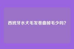 西班牙水犬毛发卷曲掉毛少吗？