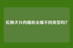 松狮犬分肉嘴和尖嘴不同类型吗？
