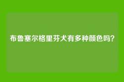 布鲁塞尔格里芬犬有多种颜色吗？