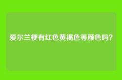 爱尔兰梗有红色黄褐色等颜色吗？