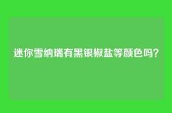 迷你雪纳瑞有黑银椒盐等颜色吗？