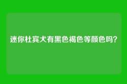迷你杜宾犬有黑色褐色等颜色吗？