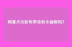 柯基犬分彭布罗克和卡迪根吗？