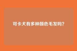 可卡犬有多种颜色毛发吗？