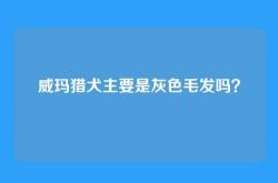 威玛猎犬主要是灰色毛发吗？