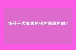 纽芬兰犬有黑色棕色等颜色吗？