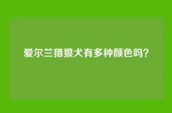 爱尔兰猎狼犬有多种颜色吗？