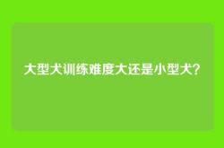 大型犬训练难度大还是小型犬？